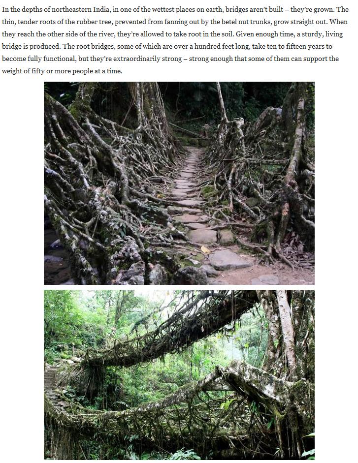 Living Root Bridges in India photos  