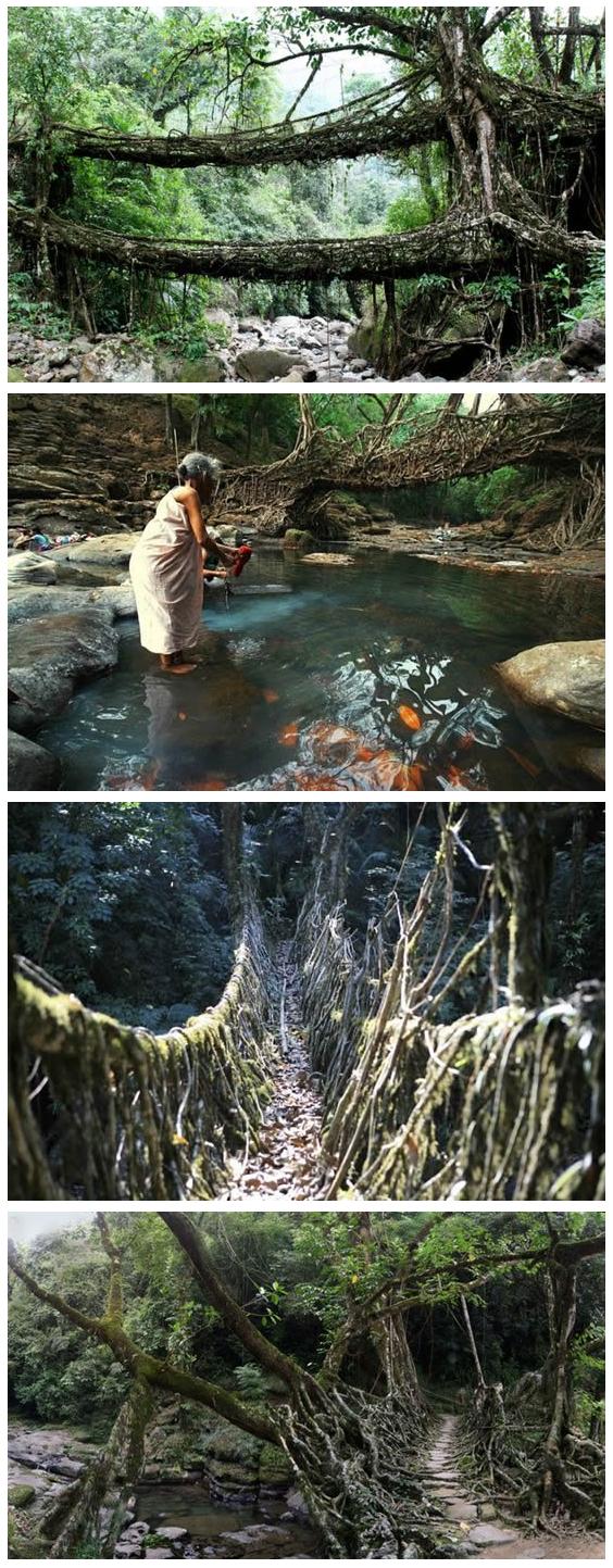 Living Root Bridges in India photos